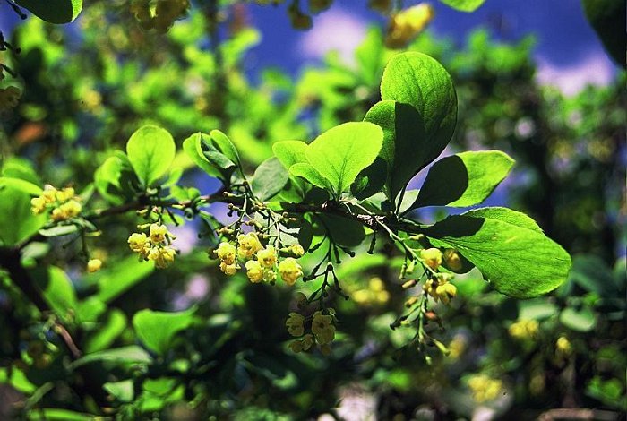 Berberis vulgaris subsp. vulgaris